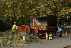 Tree Surgeons in Hertfordshire, North London