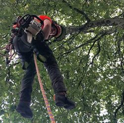 Tree Surgeon Services