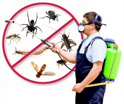 Best Pest Control in Chandigarh