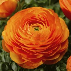 Buy Beautiful Ranunculus Flower seeds