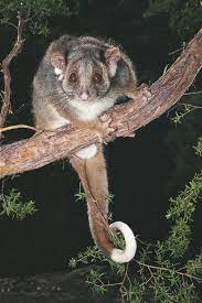 Remove Possum | possumpiper.com.au