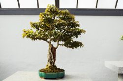 My Long-Lasting Love For Artificial Bonsai