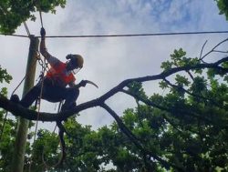 Tree Stump Removal