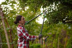 How Do Arborists Take Care of Trees?