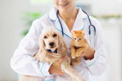 24/7 Local Veterinarian