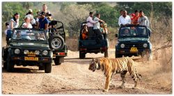 SARISKA TIGER RESERVE TRIP