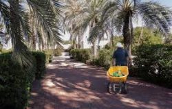 Poda de palmeras en Granada