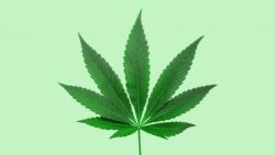 The Very Best Topics In Cannabis News