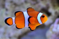 9 “FINDING NEMO” FISH SPECIES [2022]