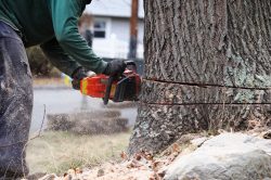 Tree Removal