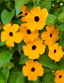 Trailing Petunia sells Thunbergia Seeds online