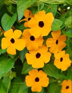 Thunbergia Seeds for sale: Trailing Petunia