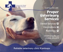 You can also contact our expert vets for Dog soft tissue injury treatment