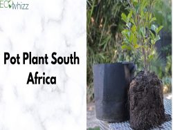 Pot plants South Africa