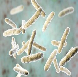 Bifidobacterium Lactis