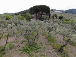 Adotta Un Albero