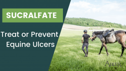 Usages of Sucralfate Medication for horses: The Why, How, and when