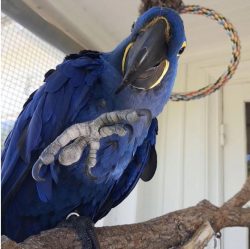 Buy Big Blue Macaw Online