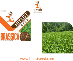 Looking to buy food plot seeds for deer?