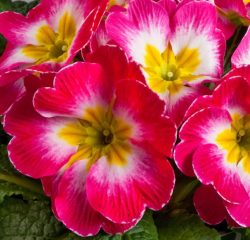 Grow beautiful primula flowers from seeds.