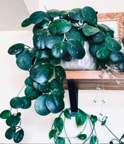 Bring Unique Indoor Greenery with a Hoya Plant Pot