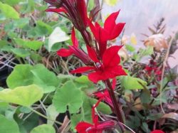 Do you want to buy online Lobelia Seeds?