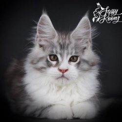 Maine Coon Kittens