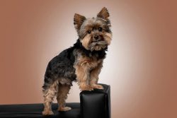 Get the Best Online Pet Photographer in Dallas