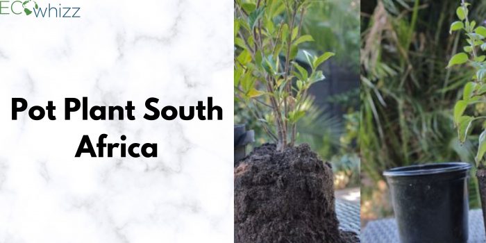 Pot plants of South Africa by Eco Whizz