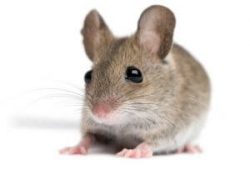 Rodent Control San Antonio