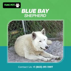 Blue Bay Shepherd