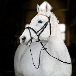 Kaufen Sie erschwingliche Zaumzeuge für Pferde