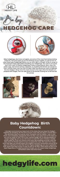 Get thorough tips on how to baby hedgehog care with Hedgy Life!