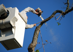 Best Tree Removal Wichita KS