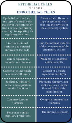 Endothelial Cells vs Epithelial Cells