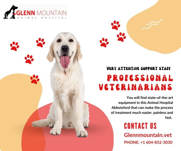 We are the most preferred Spay And Neuter Clinic Abbotsford