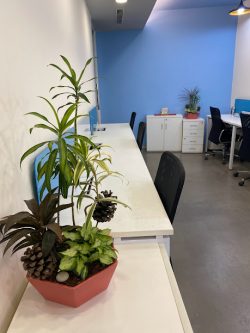 Get Indoor Plants on Rent in Gurgaon for Office or Home | Garden on Hire