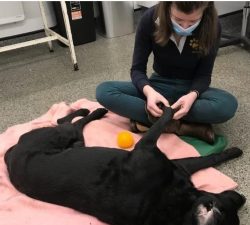 Canine Physiotherapy