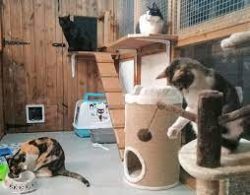 Cat Hotel Leigh