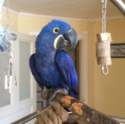 Baby Cockatoos For Sale In USA