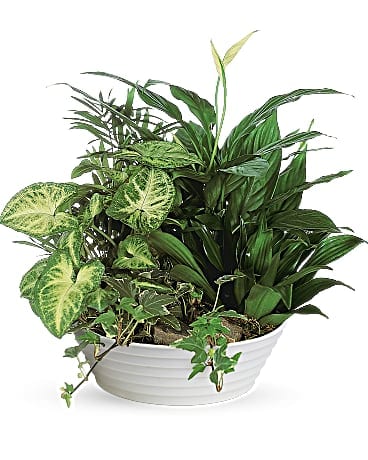 Sympathy Plants Delivery El Paso TX – Angie’s Flowers
