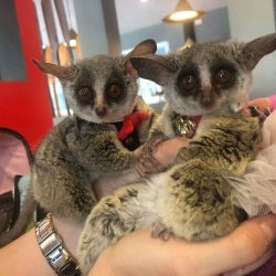 Bush Baby for sale