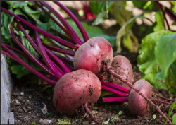 Organic Beet Root Powder