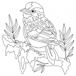 Bird Coloring Book