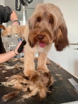 Dog Grooming