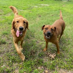 Boarding Kennels Near Me