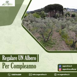 Regalare un albero per compleanno