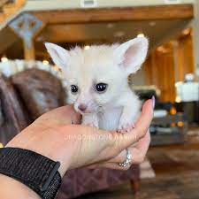 Fennec Foxes for sale