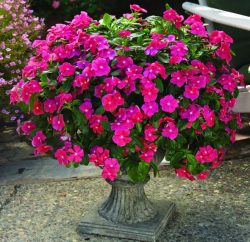 Grow beautiful vinca flowers from seeds