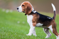 Best Dog Breeds